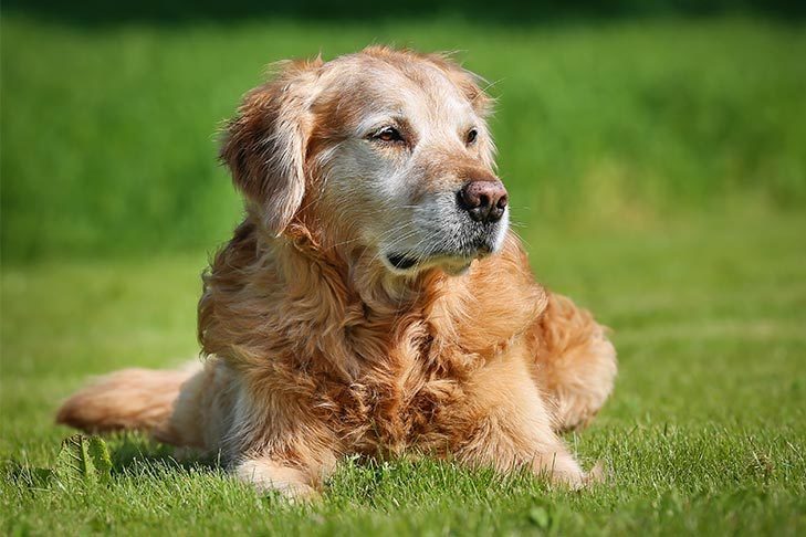 Large Breed Puppy Food
