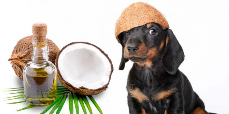 Read more about the article Coconut Oil For Dogs