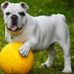 Omega 3 For Dogs