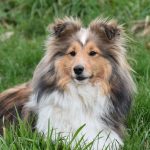Dog Food For Arthritis
