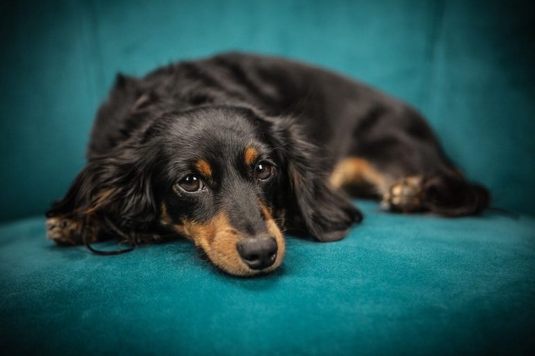 Read more about the article Dog Food for Sensitive Stomach