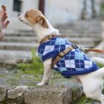 Chicken Free Dog Food
