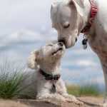 Grain Free Dog Food