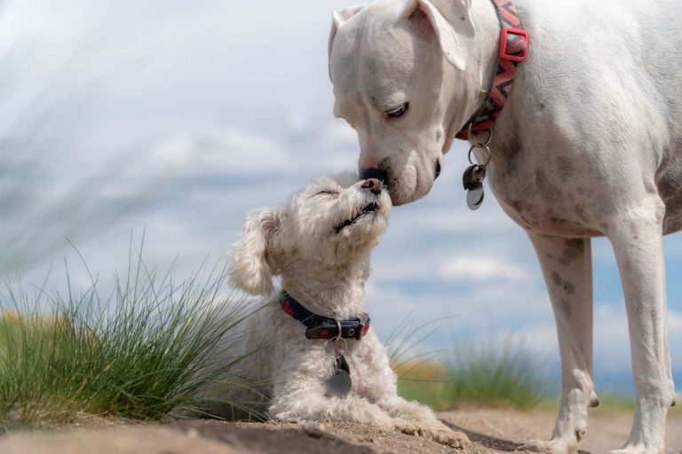 Read more about the article Grain Free Dog Food