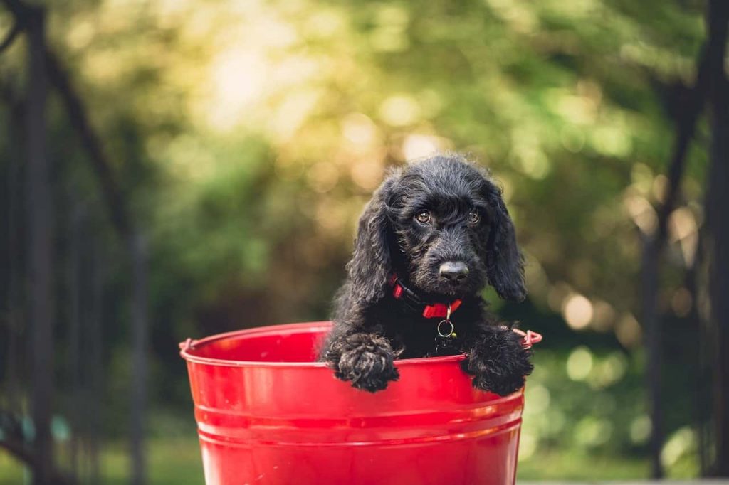 puppy dog food