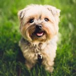 Dry Puppy Food