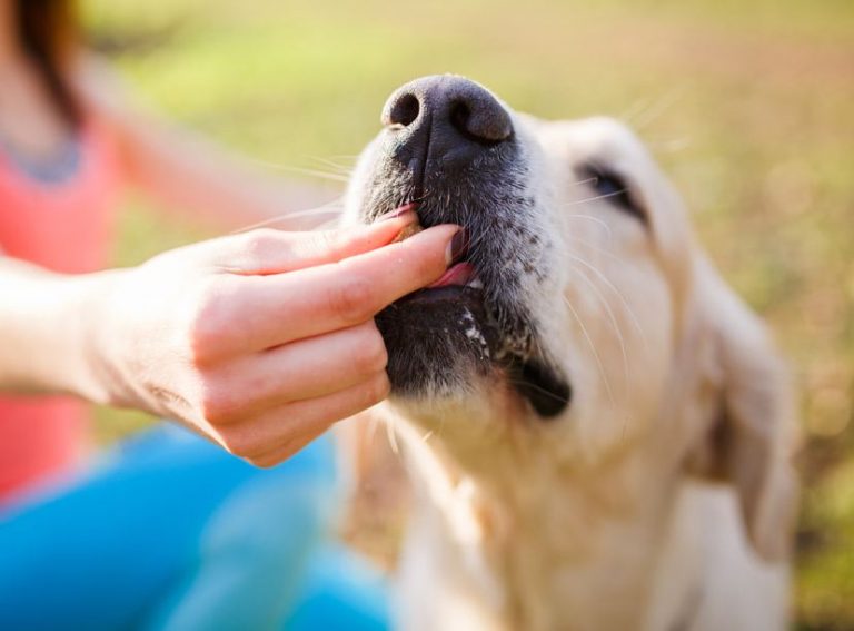 using calming treats to keep pups relaxed