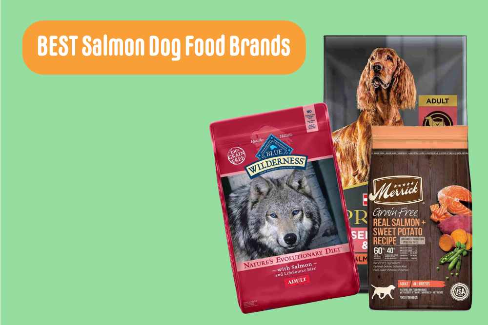 Top 12 Best Salmon Dog Food