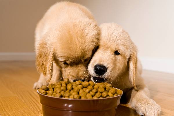 best food for puppies