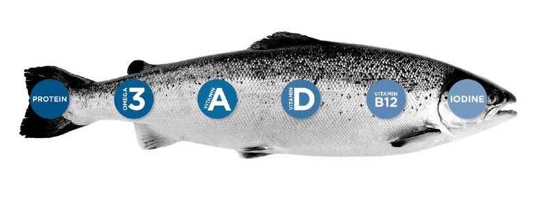 Salmon dog food
