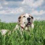 Natural Dog Food