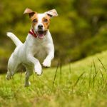 High Calorie Dog Food