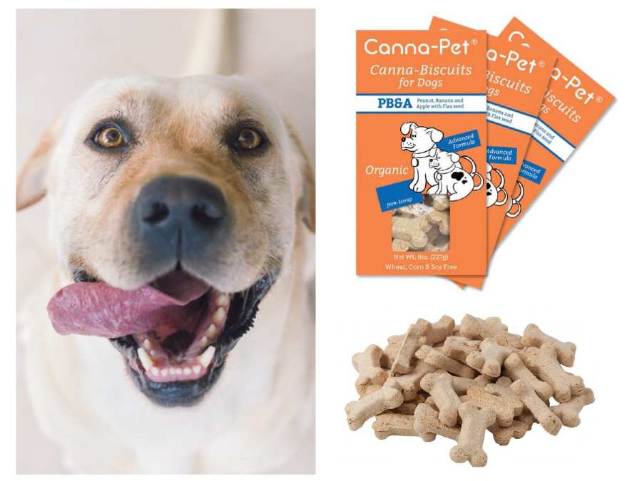 CBD dog treats