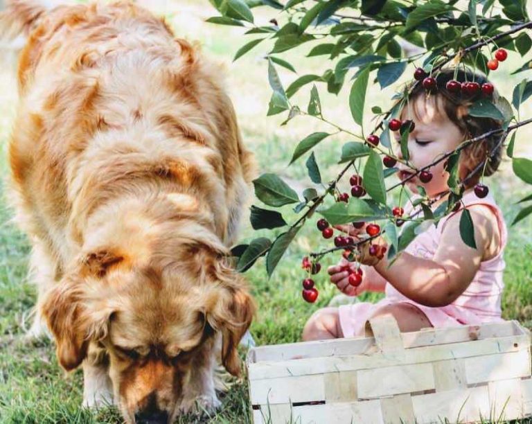 Read more about the article Calming Treats For Dogs
