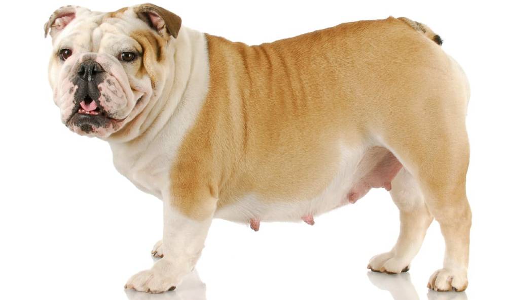 Pregnant dog need vitamins