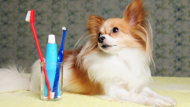Read more about the article Dog Toothpaste