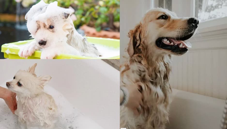 Dog Bath using shampoo