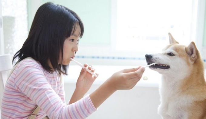 toothpaste for dog