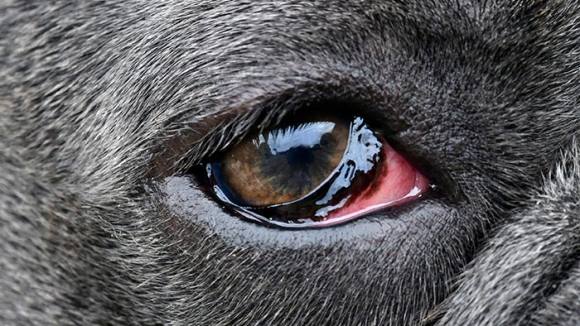 Dog with conjunctivitis eye infection