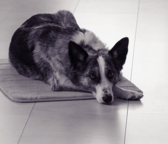 Read more about the article Senior Dog Care 101: Guide On How To Take Care Older Dogs