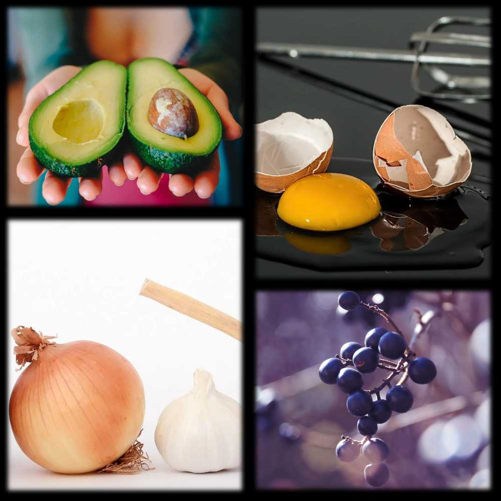 food that are toxic to dog