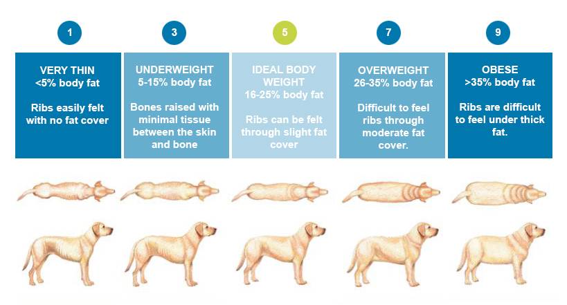 Dog Body Condition System BCS