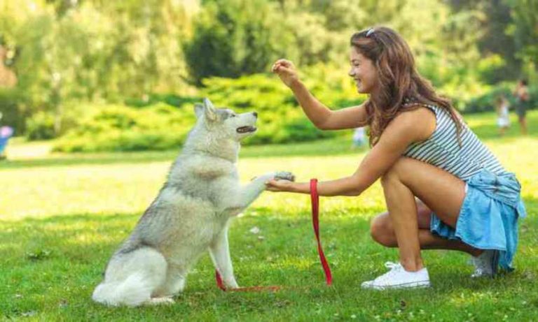 Dog Training