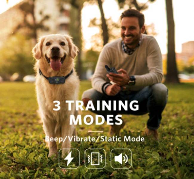 Dog Training Shock Collar