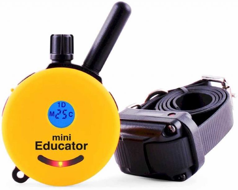 Educator shock collar