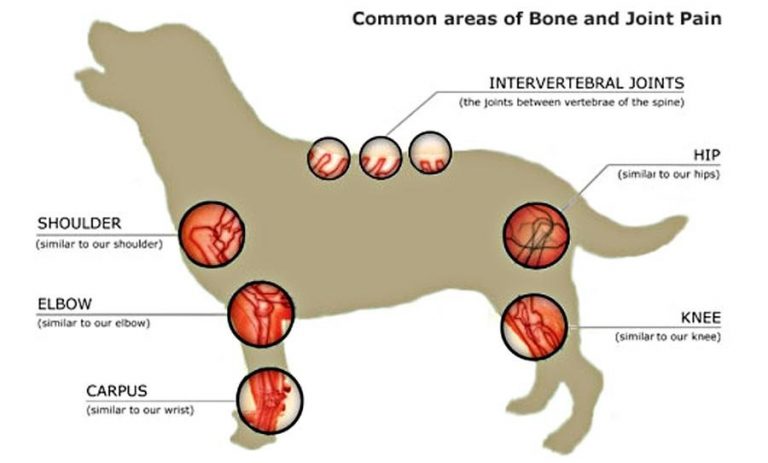 Glucosamine for Dog Joint Pains