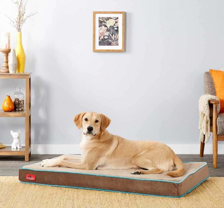 Read more about the article Orthopedic Dog Beds
