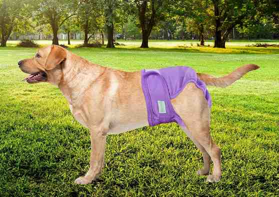 Read more about the article Male Dog Diapers