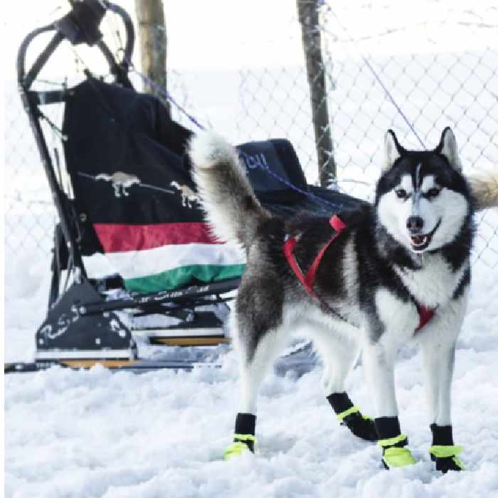 Snow boots for dogs