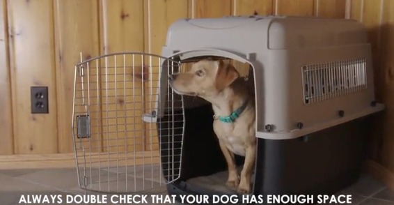 Petmate dog crate