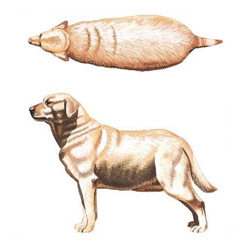Fat Dog