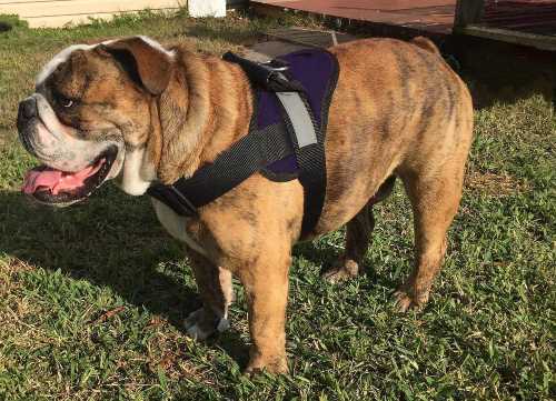 HDP Big Dog No Pull Dog Harness