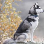 High Fiber Dog Food