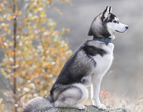 Read more about the article High Fiber Dog Food