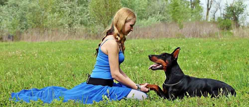 Read more about the article High Fiber Dog Food For Anal Gland Problems