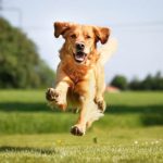 High Protein Dog Food