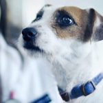 Hypoallergenic Dog Food