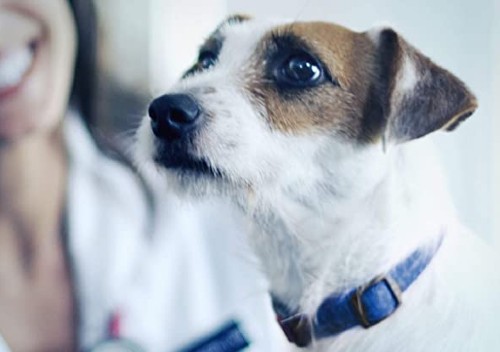 Read more about the article Hypoallergenic Dog Food