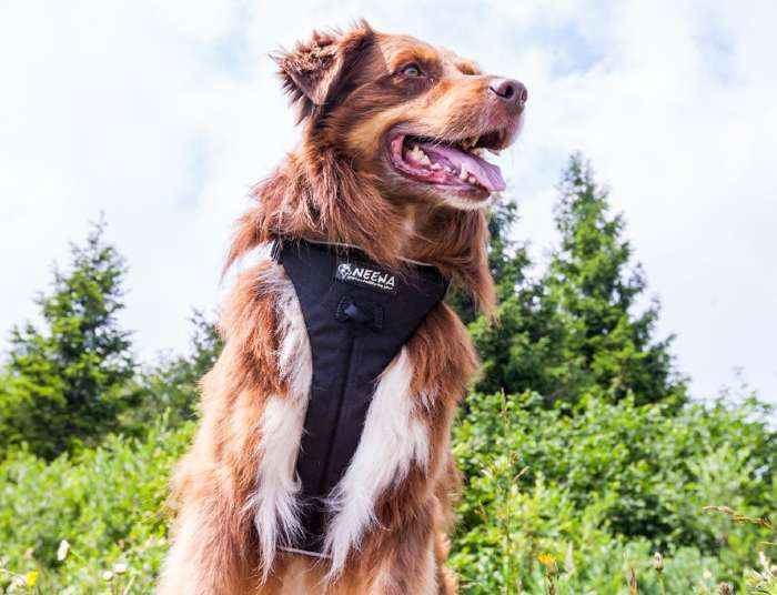 Neewa No Pull Dog Harness