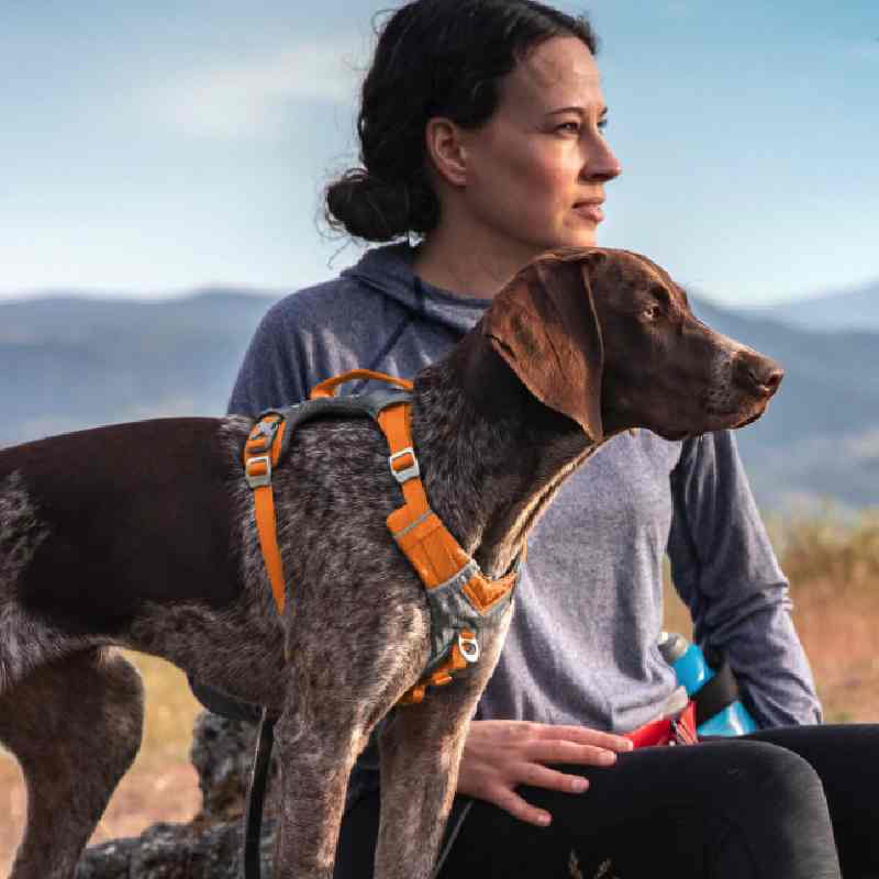 No Pull Harness For Dog
