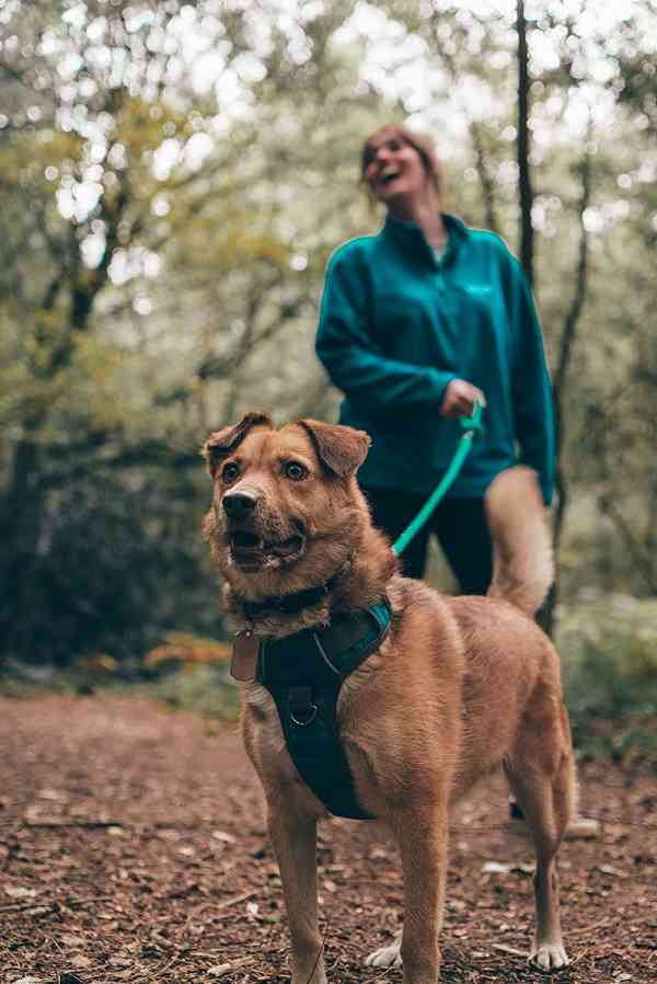 Read more about the article No Pull Dog Harness