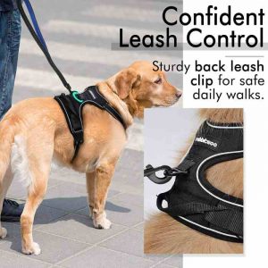 best dog harness for daily walk