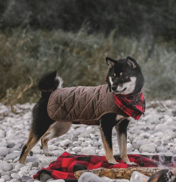 Embark Winter Dog Jacket Coat