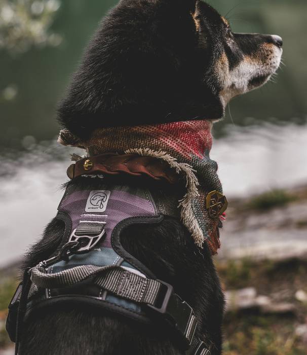 Read more about the article Dog Harness