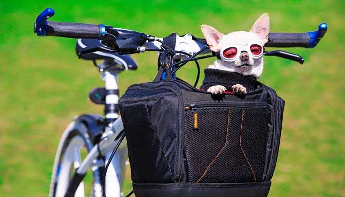 Read more about the article Bike Carrier