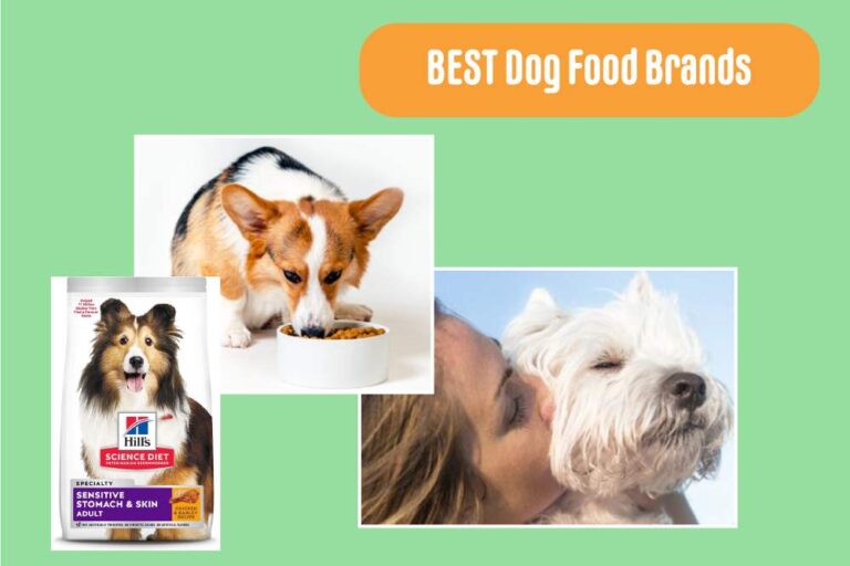 Best Dog Food Brands of 2024 Reviewed